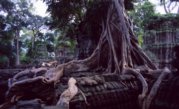 Cambodia: Ankor Wat temple ruins