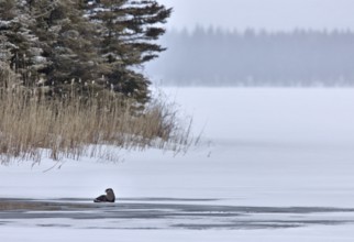 Otter in Winter Saskatchewan Canada Prince Albert National Park