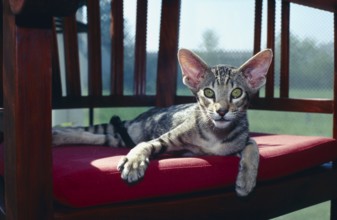 Oriental shorthair cat black-tabby-spotted 5 months old