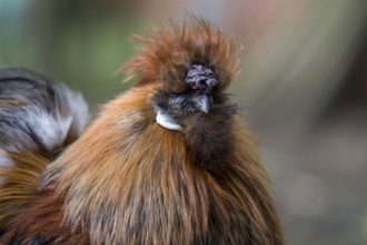 Portrait of a silk cock
