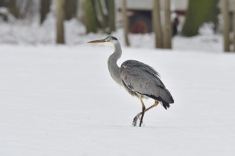 Grey heron in the snow looking for food. Graureiher im Winter