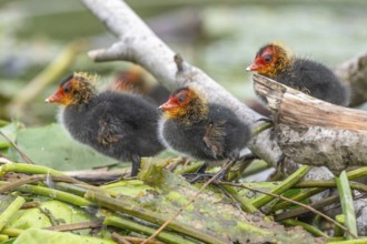 Eurasian Coot (Fulica atra) chicks waiting for food. Bas Rhin, Alsace, France