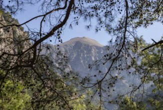 A picture of some trees on the Samaria Gorge overlooking a mountain from afar