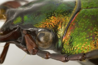 Macro shot side view of the head
