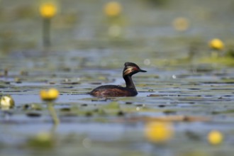 Black-necked Grebe on a lake, side view in its magnificent plumage