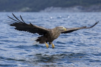 A white-tailed eagle swoops down with its wings outstretched to catch a fish, Romsdahlfjord, Norway