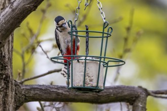 Feeding birds