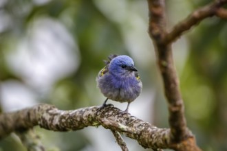 Close-up of a Golden-chevroned tanager perched on a bare tree branch with defocused background,