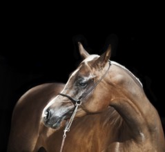 Portrait of young arabian filly at black background