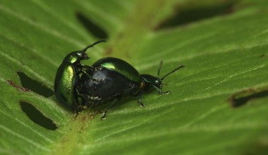 Mint leaf beetle mating