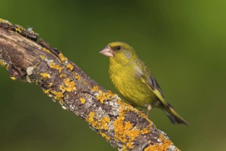 Greenfinch, Greenfinch, European Greenfinch, Western Greenfinch, Carduelis chloris, (Chloris