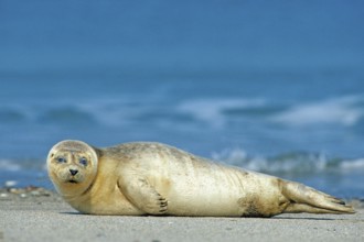A harbor seal (Phoca vitulina), Helgoland Island, Schleswig-Holstein, Federal Republic of Germany