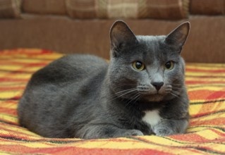 Portrait of big gray cat at home