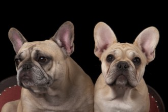 French Bulldog, Bulldog, French Bulldog, Frenchie, Bully, Bouledogue Francais