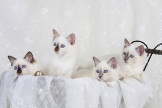 SACRED CAT OF BIRMA, BIRMAN CAT, LITTER, SACRED CAT OF BIRMA, LITTER