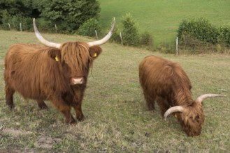 Highland cattle on a barren pasture, Austria