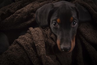 Doberman pinscher (Dobie) puppy in a studio setting