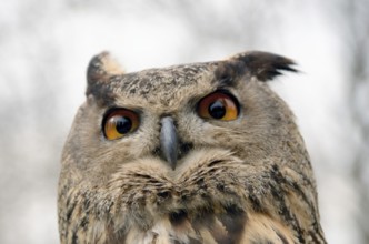 Portrait of a great horned Owl Bubo viriginianus