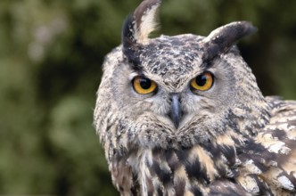 Portrait of a great horned Owl Bubo viriginianus