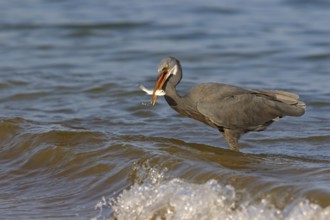 Heron, (Egretta gularis), heron, animals, birds, biotope, habitat, foraging Salalah, Raysut,