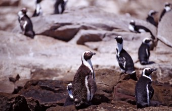 African penguins, Spheniscus demersus, South Africa, Addo Elephant National Park, St. Croix, Port