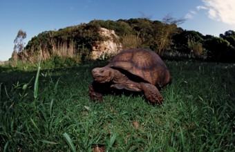 Leopard tortoise, panther tortoise, Testudo pardalis, Geochelone pardalis, South Africa, Kruger,
