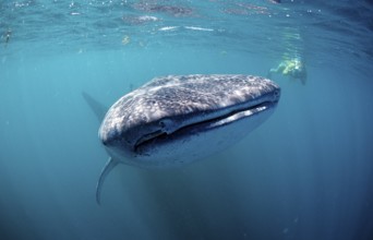 Whale shark and snorkeller, Rhincodon thypus, Djibouti, Djibouti, Africa, Afar Triangle, Gulf of