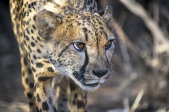Alerted and on guard cheetah carefully sneaking through the bush hunting for prey. Safari animal in