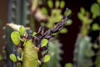 A deciduous mantis with dark camouflage sitting on a green spiny plant, ghost mantis (Phyllocrania