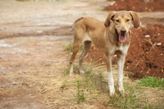 Very poor and thin alley dog in Greece