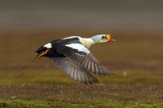 Common eider, (Somateria spectabilis), male, drake, Norway, Spitsbergen, flight photo,