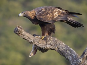 Golden Eagle, (Aquila chrysaetos), bird of prey, hawk family, perch, biotope, habitat, foraging, El