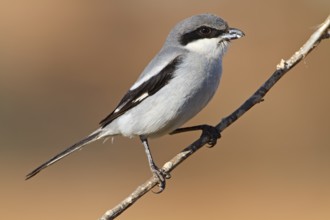 Mediterranean Grey Shrike, Mediterranean Grey Shrike, Great Grey Shrike, (Lanius excubitor