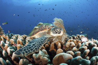 Green turtle, Chelonia mydas, Raja Ampat, West Papua, Indonesia