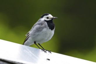 Bachstelze mit Beute. White Wagtail with prey