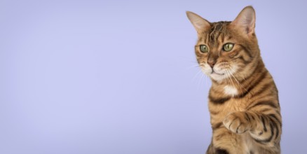 Studio portrait of adult bengal cat with raised paw on purple background. Copy space