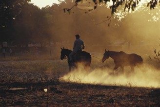 Riding school horses, Jaipur, Rajasthan, India