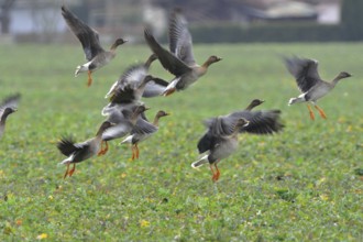Tundra shelduck (Anser fabalis)
