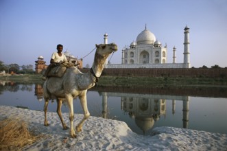 Man riding on camel at Taj Mahal Seventh Wonder of The World, Agra, Uttar Pradesh, India NO MR
