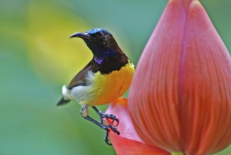 Birds, purple rumped sunbird male nectarinia zeylonica collecting nectar, Howrah, West Bengal,