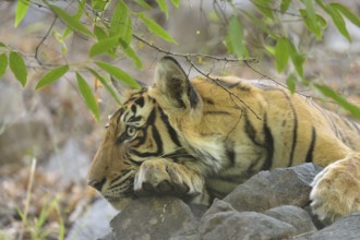 Tiger in Ranthambhore national park, rajasthan, India, Asia