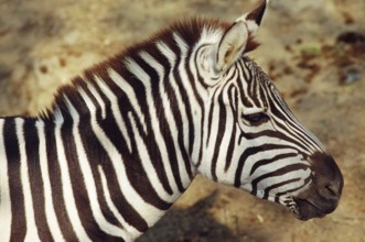 Zebra, Kanpur Zoo, Uttar Pradesh, India
