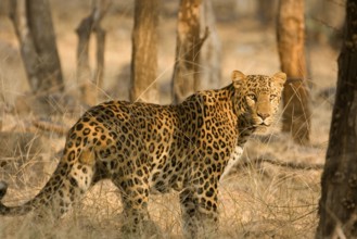 Leopard Panthera pardus, Ranthambore National Park, Rajasthan, India