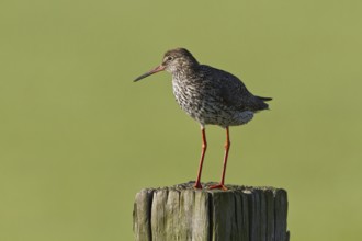 Redshank on a fence post (Tringa totanus)