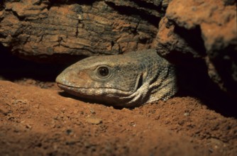 Steppe monitor lizard (Varanus exanthematicus)