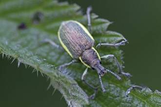 Dark green weevil (Chlorophanus viridis)