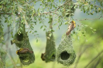 Baya weaver nest indian birds wild life india