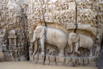 Rock carving of elephants at thirumurthi caves in mahabalipram, Chennai, Tamil nadu, India
