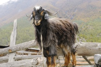 Sheep in village braka, Nepal, Asia