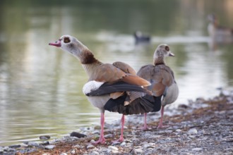 Egyptian goose (Alopochen aegyptiacus)